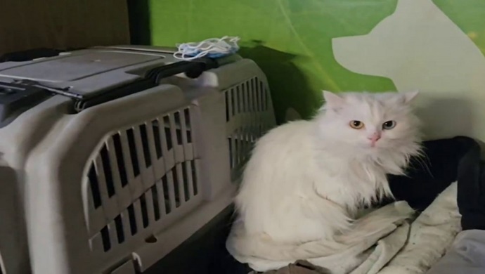 Birleşik Rusya, İrkutsk Oblastı’ndaki Zima’da bulunan evsiz hayvanlara barınak sağlayan bir kuruluşa yiyecek bağışında bulundu